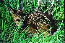 découvrez l'univers magique de 'bambi, aventure naturelle', un voyage captivant à travers les forêts enchantées. suivez bambi et ses amis dans une exploration pleine de leçons de vie, d'amitié et de beauté de la nature. une aventure inoubliable pour toute la famille !