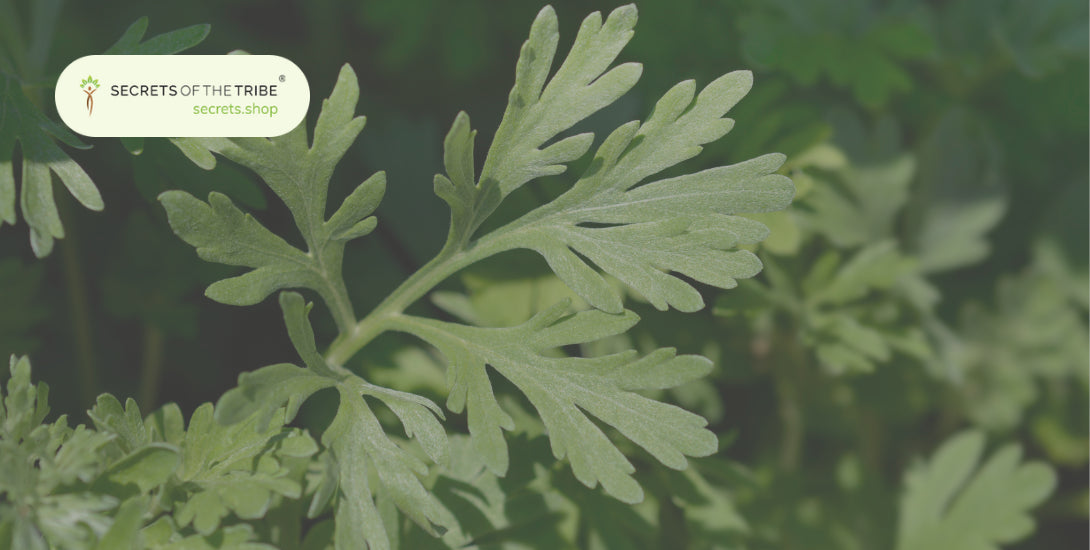 découvrez l'armoise (wormwood), une plante aux propriétés uniques et à l'arôme distinctif, utilisée en médecine traditionnelle et en gastronomie. explorez ses bienfaits, ses usages et son importance dans diverses cultures.