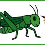 Comment dessiner un criquet ? criquet