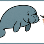 Comment dessiner un lamantin ? lamantin