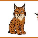 lynx
