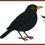 Comment dessiner un merle ? merle