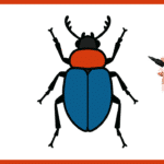 Comment dessiner un scarabée ? scarabée